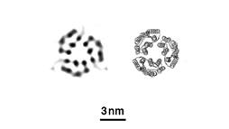 X-ray free-electron lasers can create images (left) that accurately reflect the known structure of proteins determined by conventional methods (right), in this case, three bacteriorhodopsin proteins.