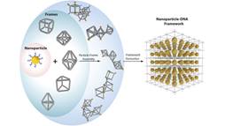 Researchers at DOE’s Brookhaven National Laboratory have discovered how to combine DNA and nanoparticles so that the nanoparticles self-assemble into a variety of 3D structures.