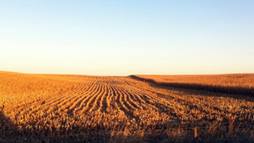 One of the Iowa corn field soil sampling sites used to generate data for the Great Prairie Metagenome Grand Challenge.