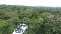 Researchers on the GoAmazon project had this view from the top of the Eddy Flux Tower in the canopy, where they measured trees’ emissions. 